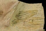 Plate Of Ordovician Crinoid Fossils - Marzane, Morocco #171270-2